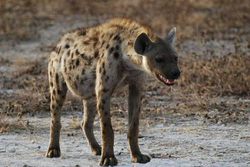 Hyäne in der Etosha-Pfanne