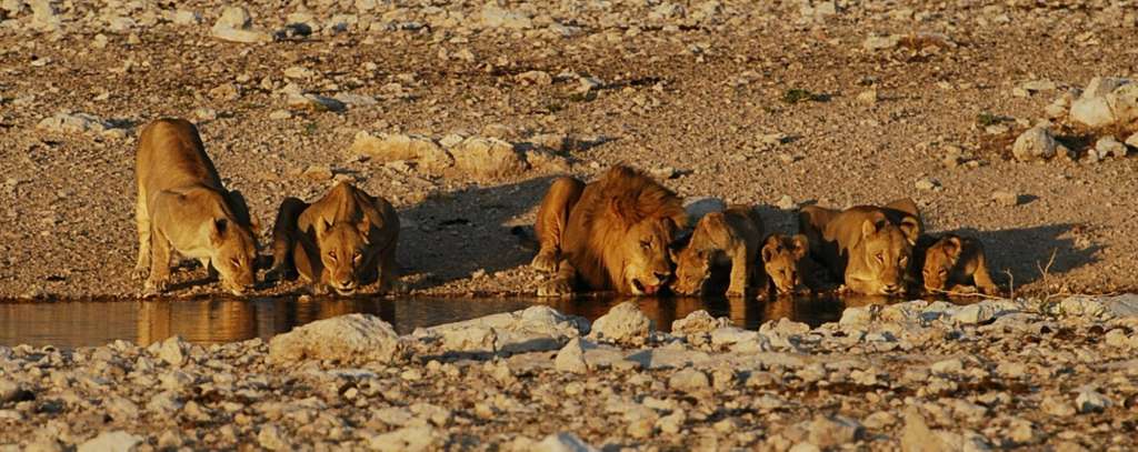 Löwen in der Etosha-Pfanne