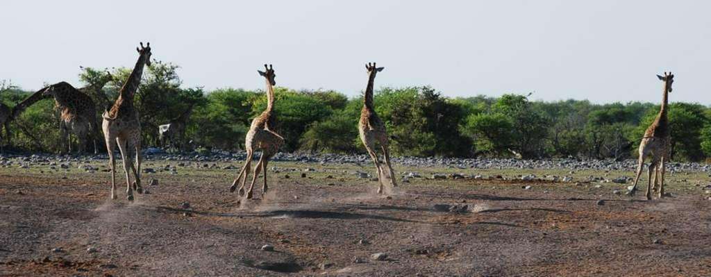 Giraffen in der Etosha-Pfanne