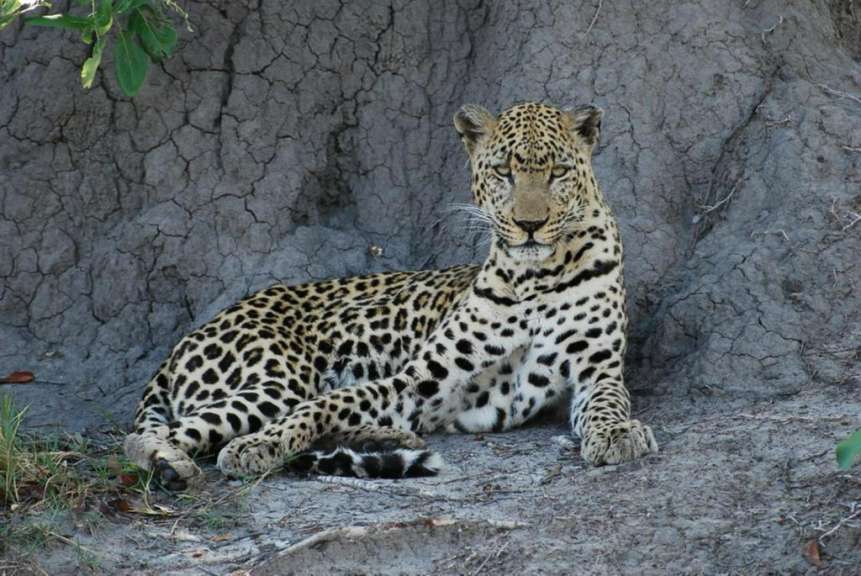 Leopard im Okavango-Delta