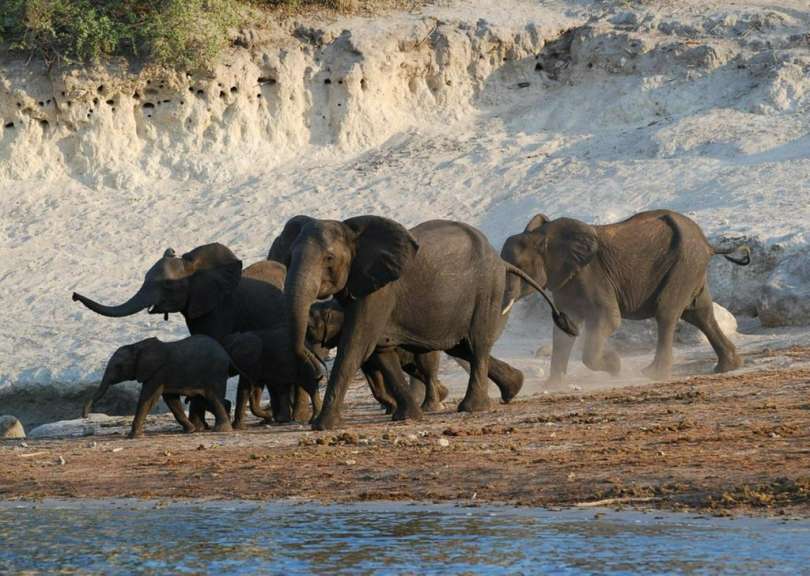 Elefanten am Chobe River
