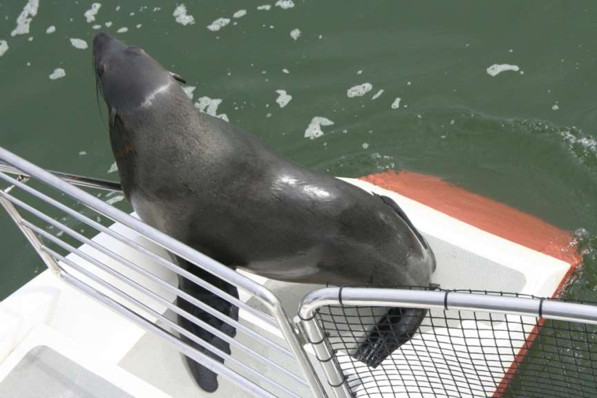 Bootsfahrt Walvis Bay