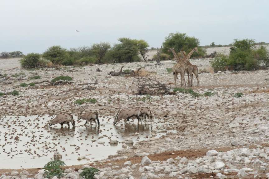 Etosha Waterhole