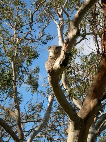 Koala am Cape Otway
