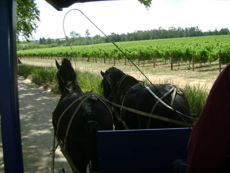 Weinplantage in Stellenbosch