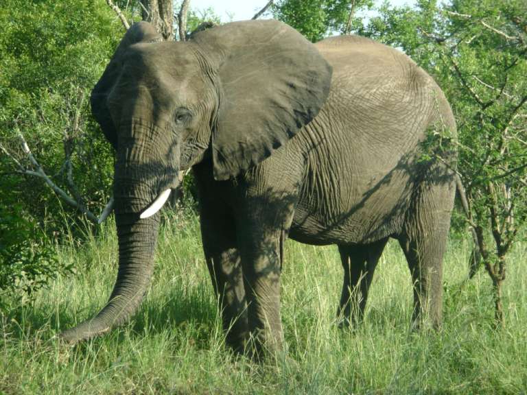 Elefant im Mkhaya Game Reserve