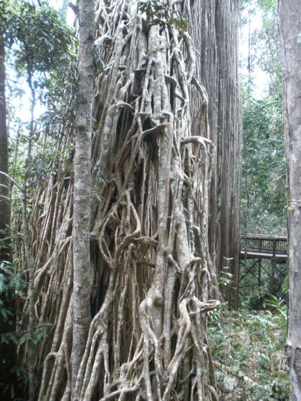 Fig Tree im Astherton Tableland