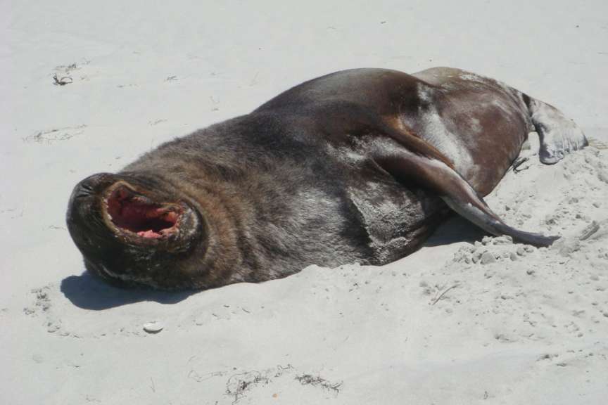 Seelöwe