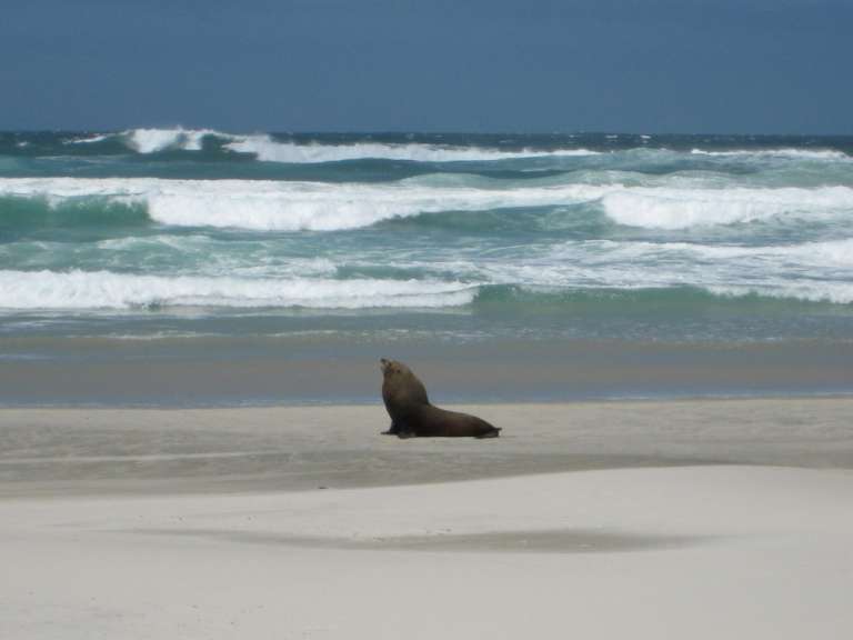 Dunedin - Allan's Beach (Otago Peninsula)