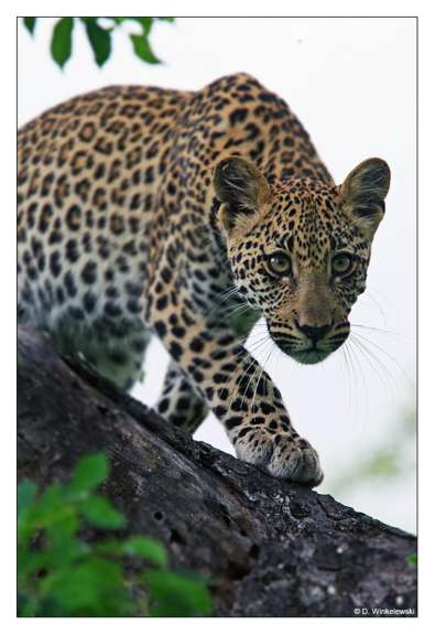 Ein leopard steht auf einem baumstamm und schaut in die kamera