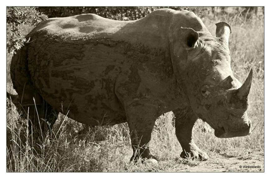 Ein Schwarz-Weiß-Foto eines Nashorns, das im Gras steht