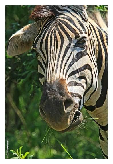 Eine Nahaufnahme eines Zebras mit einem Foto von d. windelowski