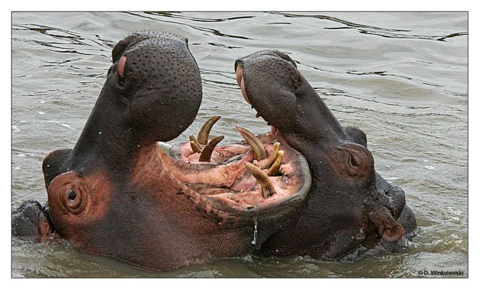 Ein Flusspferd steht im Wasser mit offenem Maul
