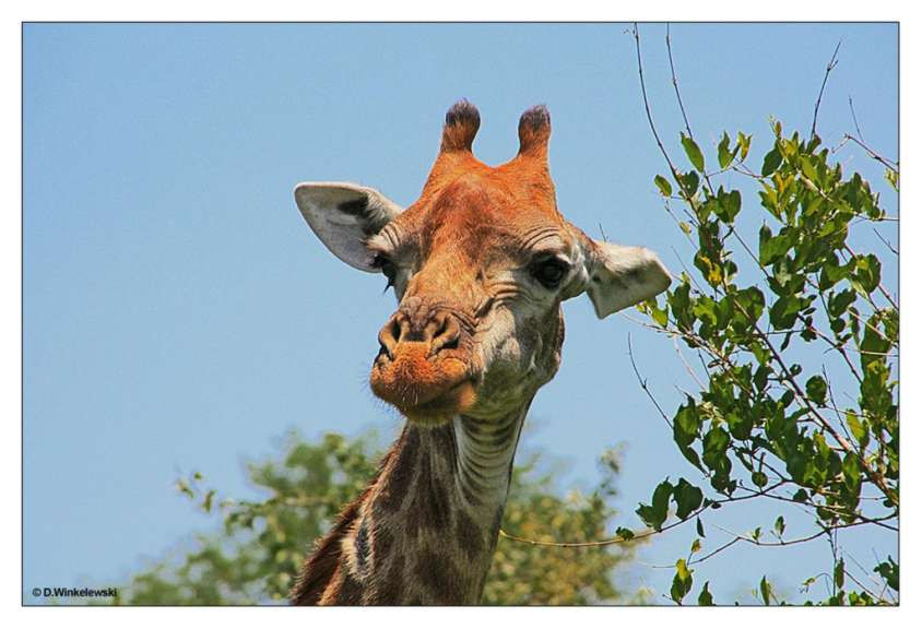 Eine Nahaufnahme einer Giraffe mit einem Foto von d. winkelowski