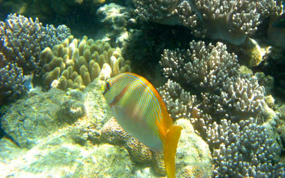 Snorkeling at Michaelmas Cay, Great Barrier Reef