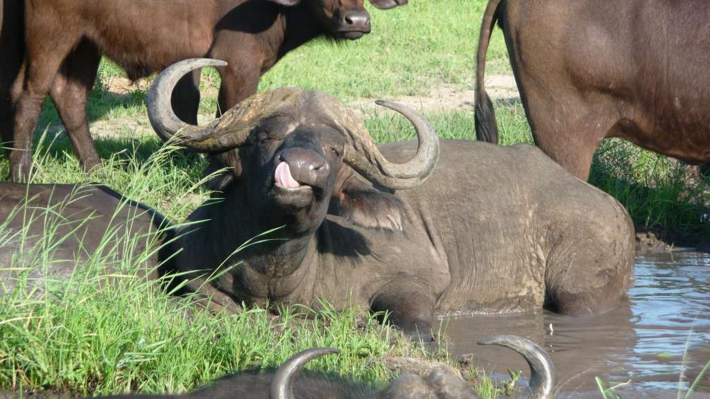 Sabie Sand