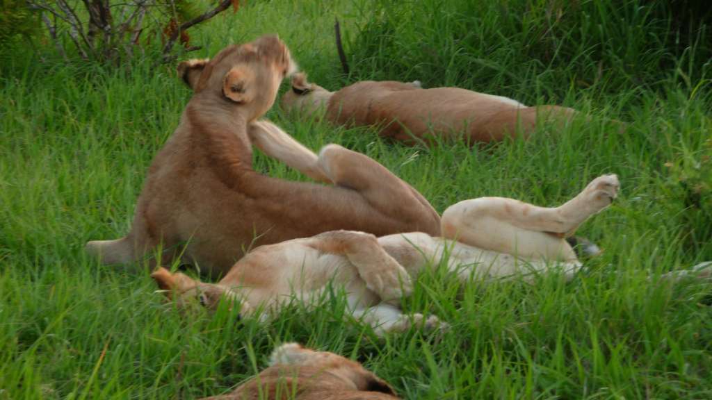 Sabie Sand