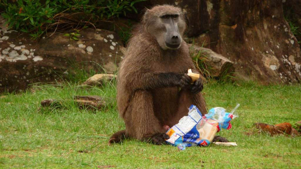 Thendele Camp, Pavian mit Toast