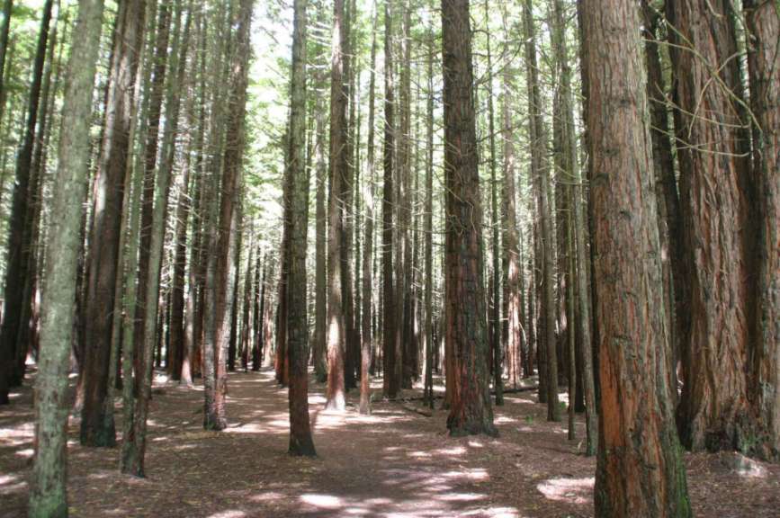 Die Redwoods bei Rotorua