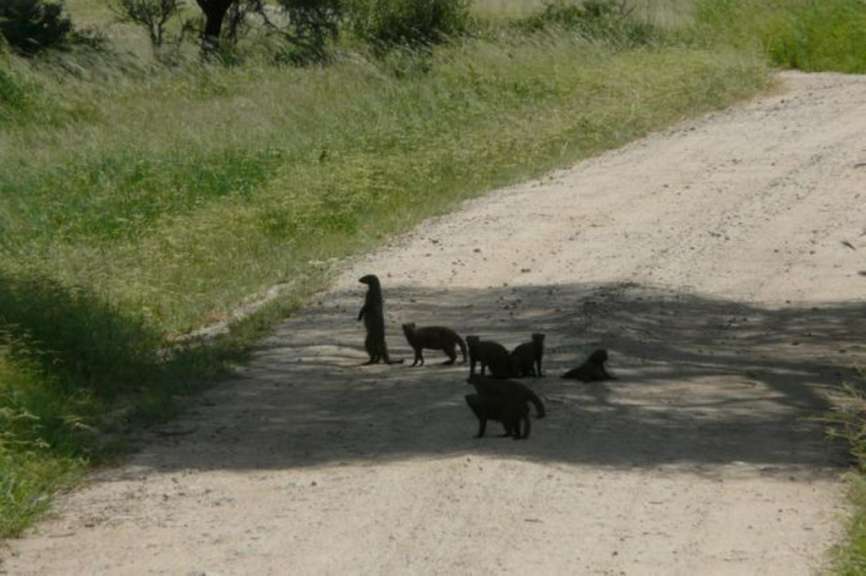 Mongoose