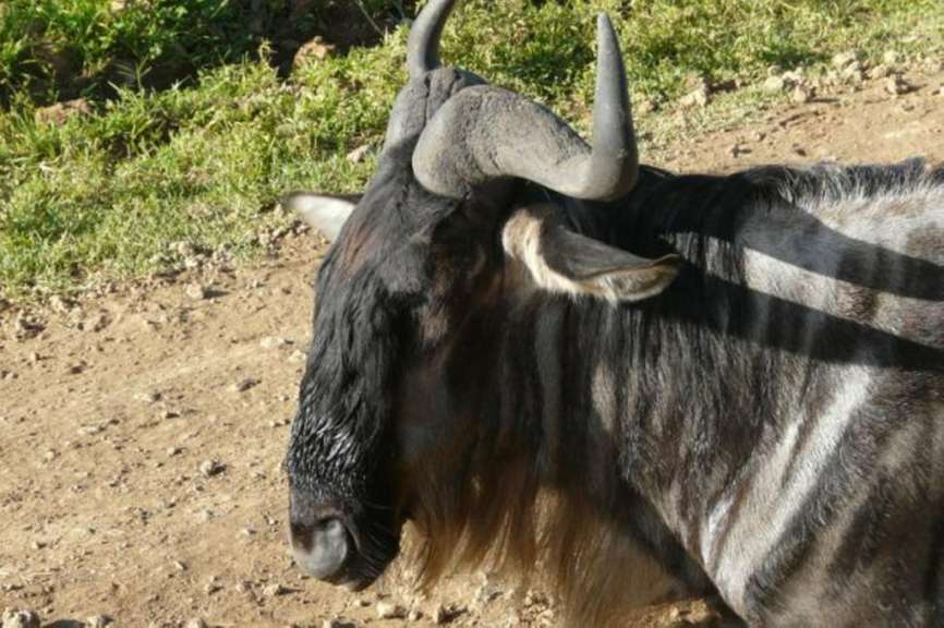 Wildebiest