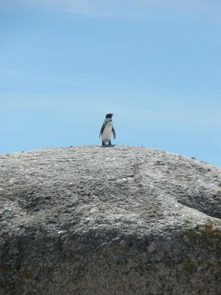 Pinguin am Boulders Beach