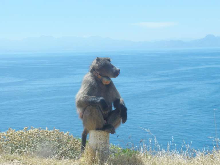 Baboon am Kap