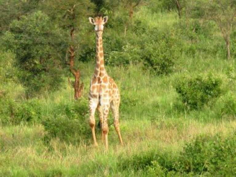 Giraffe im KNP 