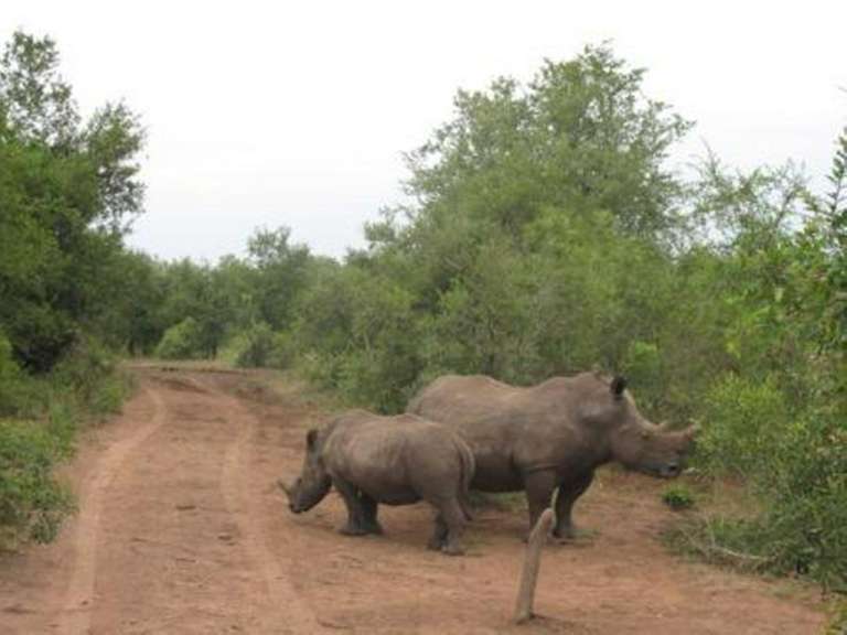 Rhinos im Mkhaya Game Reserve