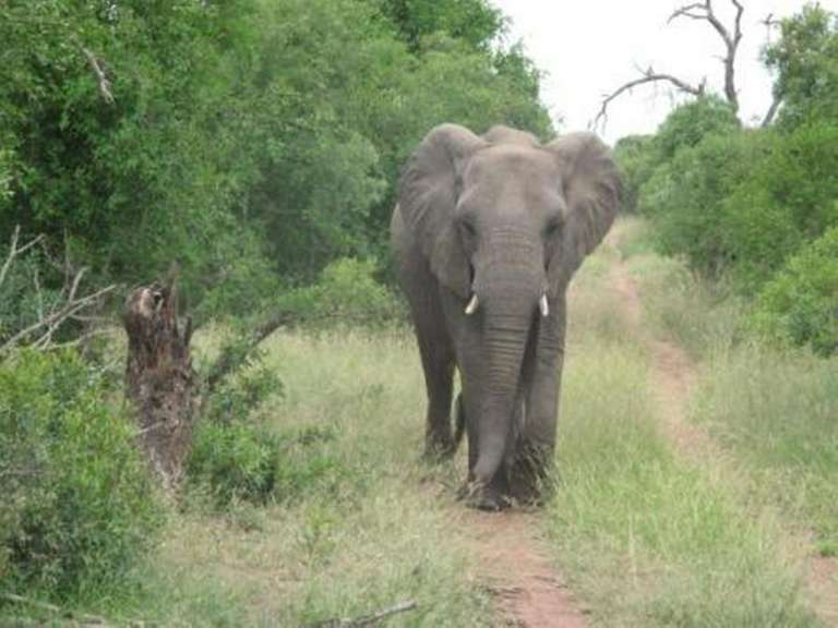 Elefant im Mkhaya Game Reserve 
