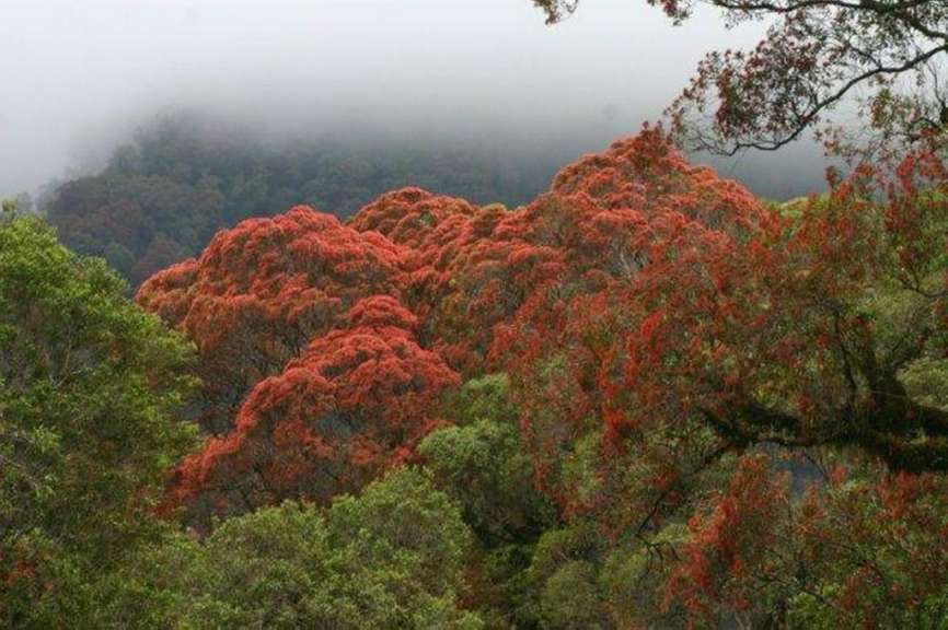 Rata Baum