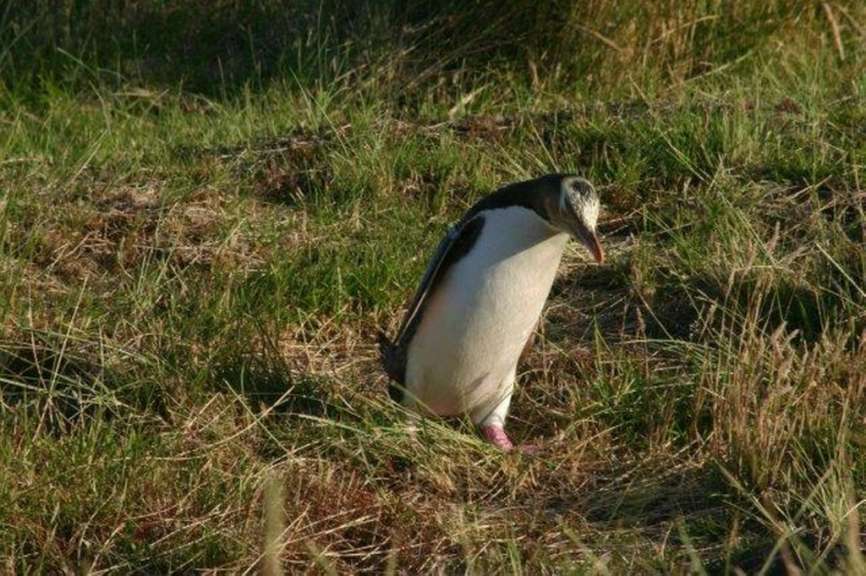 Gelbaugen Pinguin