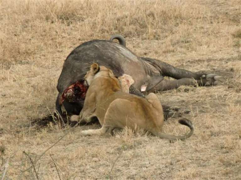 Serengeti