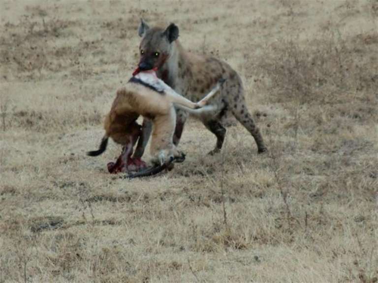 Serengeti