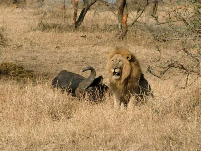 Serengeti