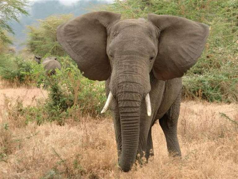 Ngorongoro
