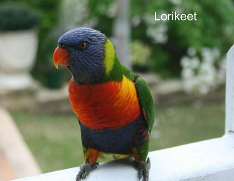 Ein lorikeet sitzt auf einem weißen Zaun