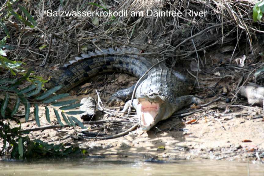 Ein salzwasserkrokodil am daintree river mit offenem mund