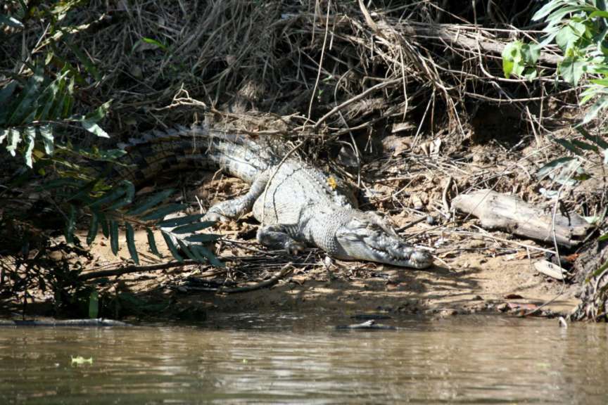 Ein Krokodil sitzt am Ufer eines Flusses
