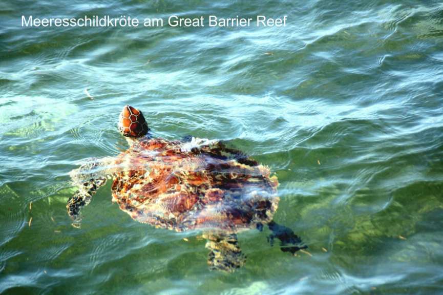 Eine Schildkröte schwimmt im Ozean mit der Aufschrift meeresschildkröte am great barrier reef