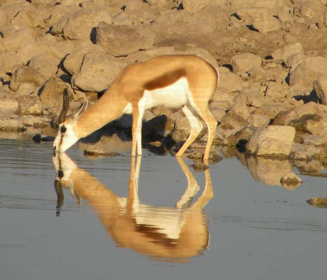 Springbock am Wasserloch im Etoscha NP