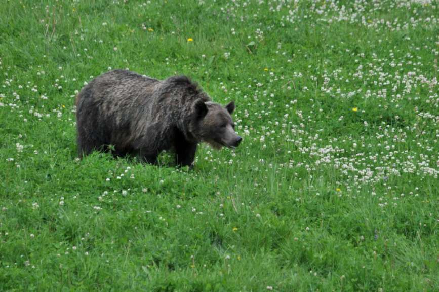 Grizzly im Kananaskis National Park 