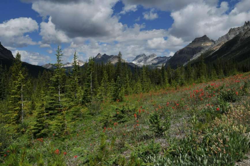 Icefield Parkway, auf dem Weg nach Jasper