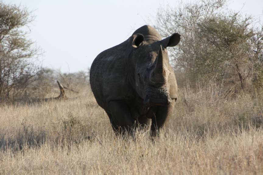 Ein Rhinomann wirkt ungehalten