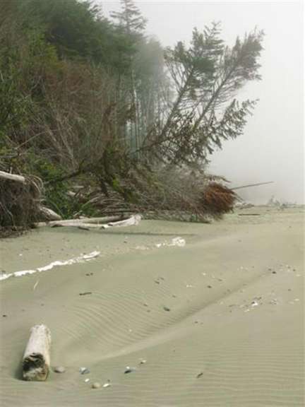 Auf einem nebligen Strand steht ein gefallener Baum .