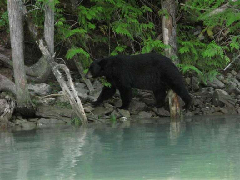 Ein schwarzer Bär steht am Ufer eines Flusses