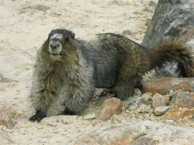 Ein marmot steht auf einem felsigen boden und schaut in die kamera