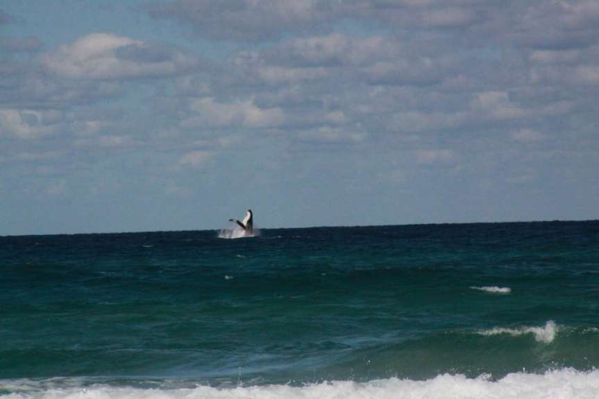 Buckelwal vor Fraser Island