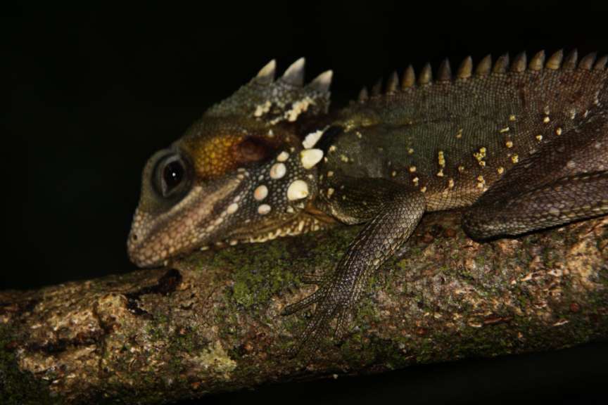 Black Dragon im Daintree NP am Cooper Creek