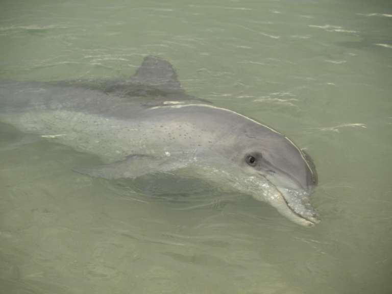 Ein delfin schwimmt im wasser und schaut in die kamera